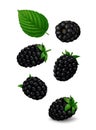 Single blackberry fruits with green leaf hang in the air. Isolated on white background Royalty Free Stock Photo